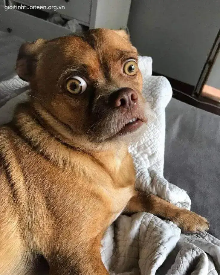 Meme thể hiện sự hoảng hốt dí dỏm.