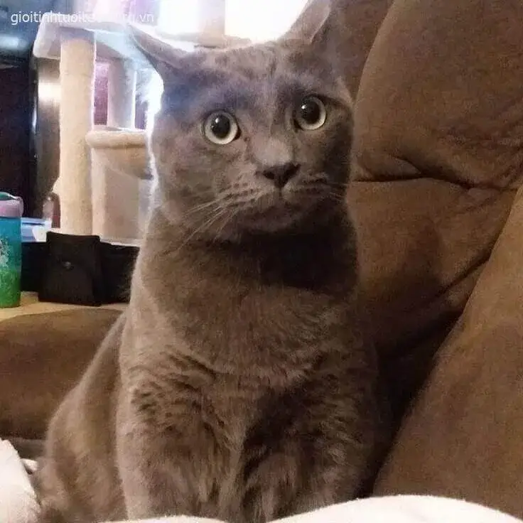 Biểu cảm sốc dở khóc dở cười của nhân vật.