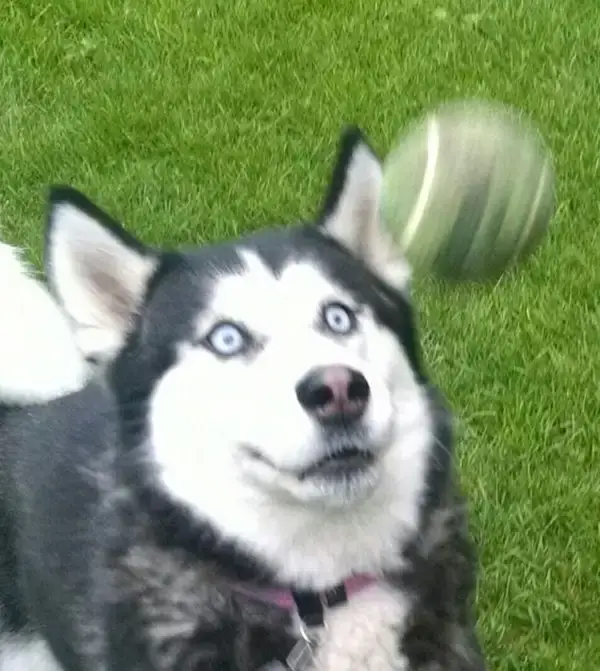 Biểu cảm há hốc mồm vì bị sốc trước tình huống không thể ngờ.