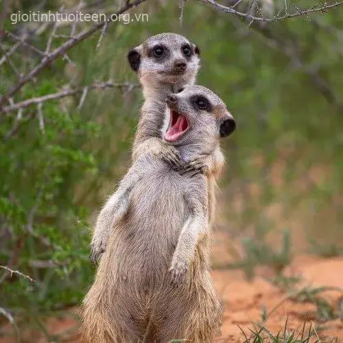 Hình meme bóp cổ biểu cảm tức giận giả.