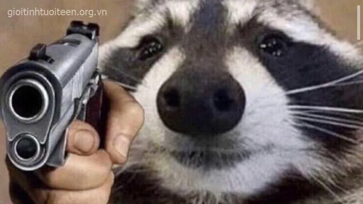 Gấu mèo chỉa súng mang thần thái troll hài.