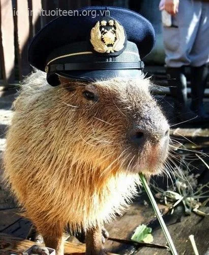 Meme capybara vô hồn, ánh mắt bàng quan.