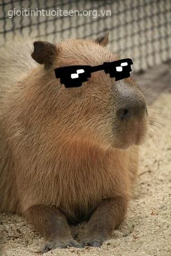 Ảnh capybara đeo kính đen