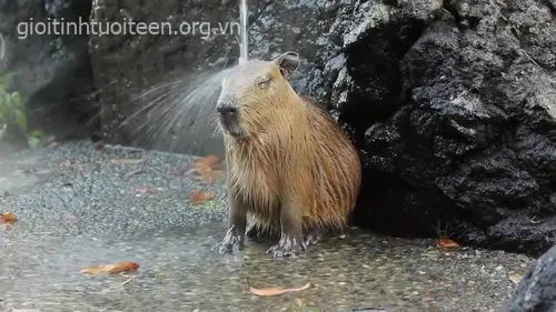 Avatar capybara thần thái điềm nhiên khó hiểu.