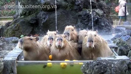 Meme capybara gương mặt trầm mặc khó đoán.