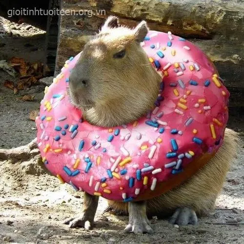 Meme capybara nhìn xa xăm đầy vẻ hững hờ.