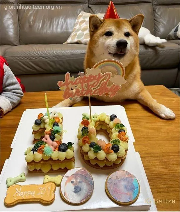 Cheems nhăn nhó, ánh mắt tuyệt vọng như vừa thua trận