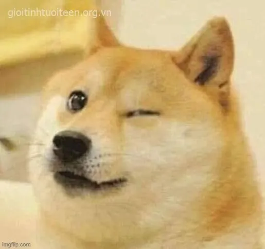 Biểu cảm Cheems lém lỉnh, ánh mắt sáng ngời nghịch ngợm