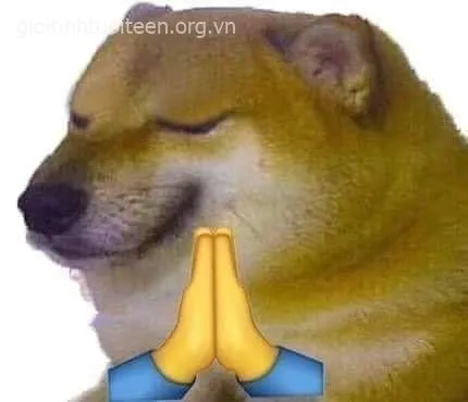 Gương mặt Cheems troll cực duyên, ánh mắt dí dỏm ngộ nghĩnh