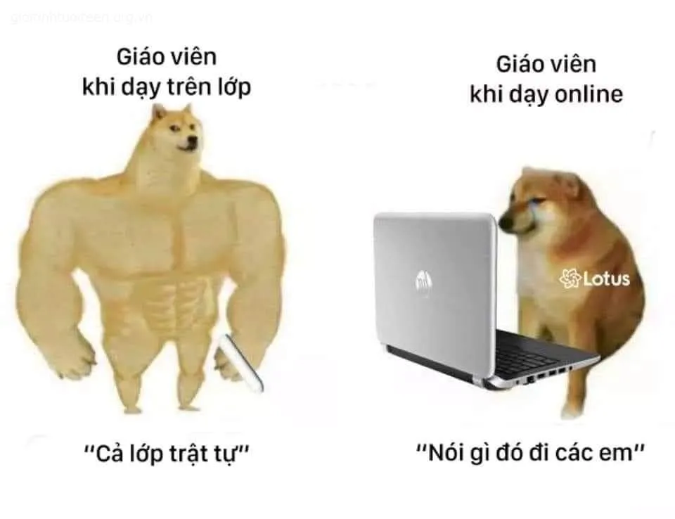 Ánh mắt Cheems troll giễu cợt, khuôn mặt thật sự hài hước
