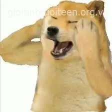 Chó Cheems ôm đầu hài hước