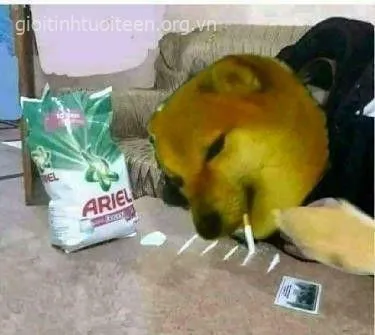 Biểu cảm Cheems troll hài hước, ánh mắt vô cùng tinh ranh