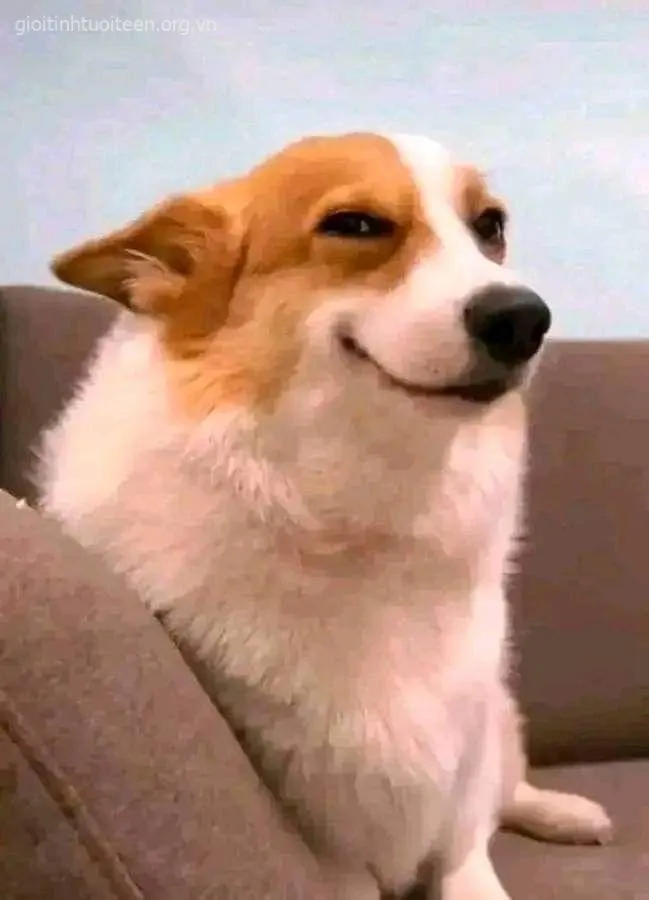 Hình chó cười cà khịa, ánh mắt thách thức lạ lùng.