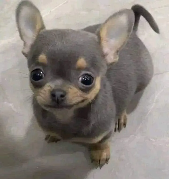 Chó cười mỉa mai, khuôn mặt láo lếu cực bựa.