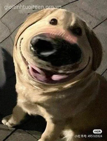 Hình chó cười cà khịa, nét mặt châm chọc, giễu cợt.