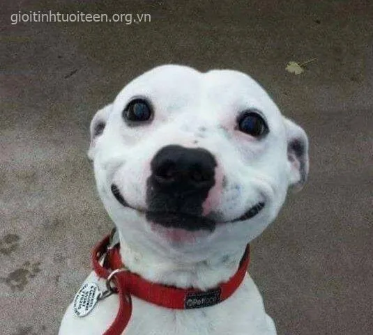 Chó cười đểu, nụ cười nửa miệng lộ rõ sự khinh.