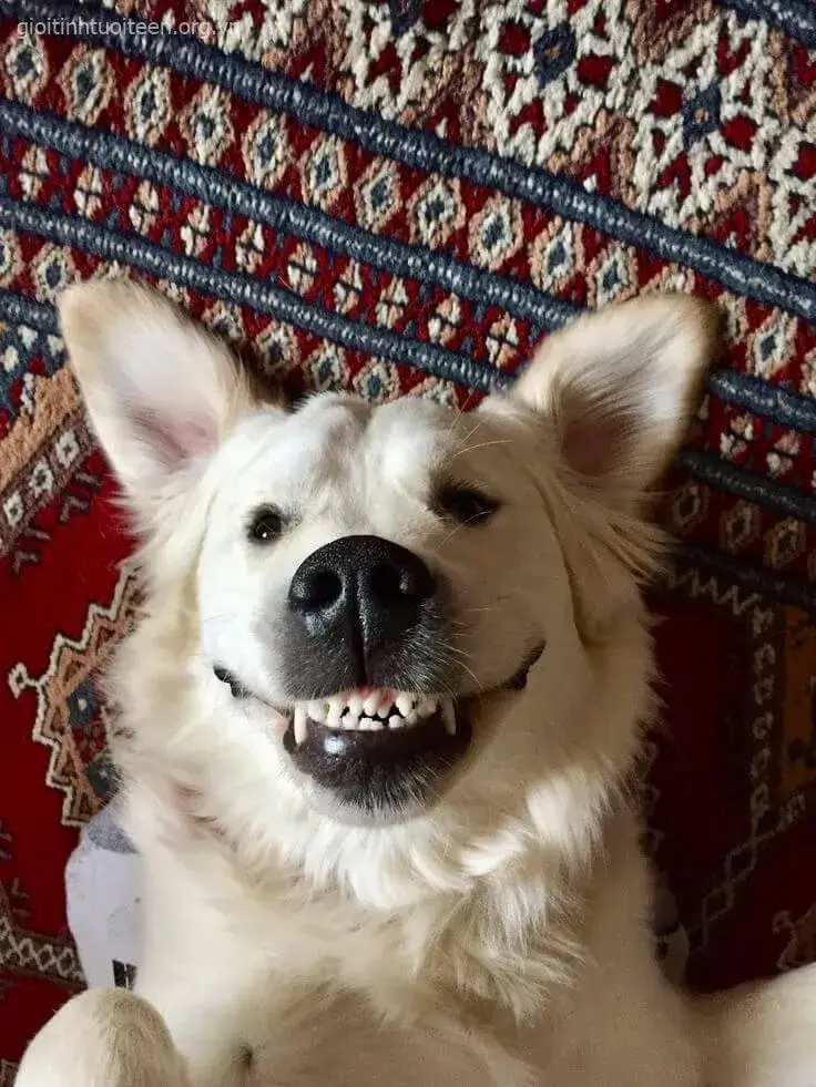 Chó nhe răng cười toe toét, khuôn mặt ngây ngô.