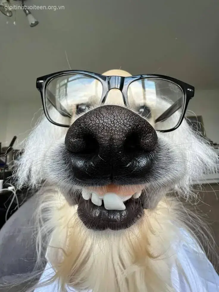 Chó nhe răng cười rạng rỡ, biểu cảm hớn hở.