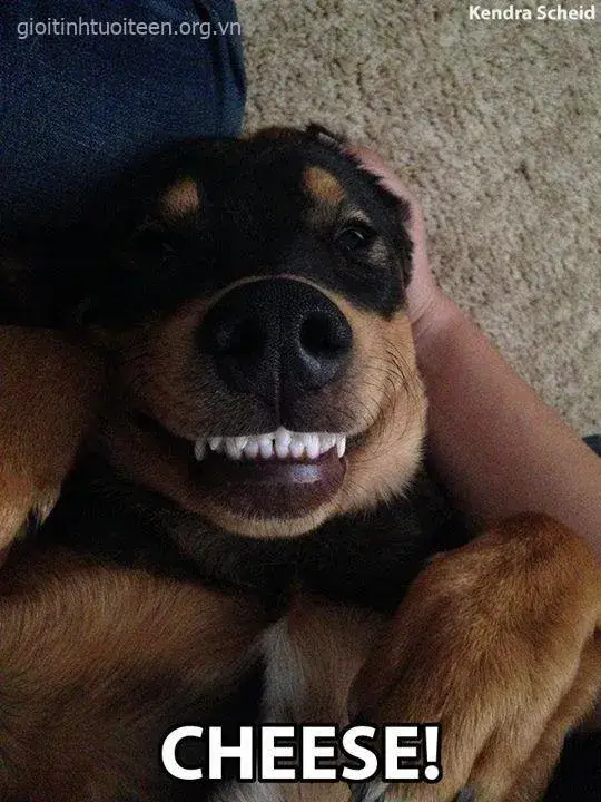 Hình chó nhe răng cười hóm hỉnh, đầy duyên dáng.