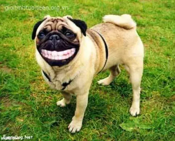 Chó nhe răng cười rộn ràng, ánh mắt vui nhộn.