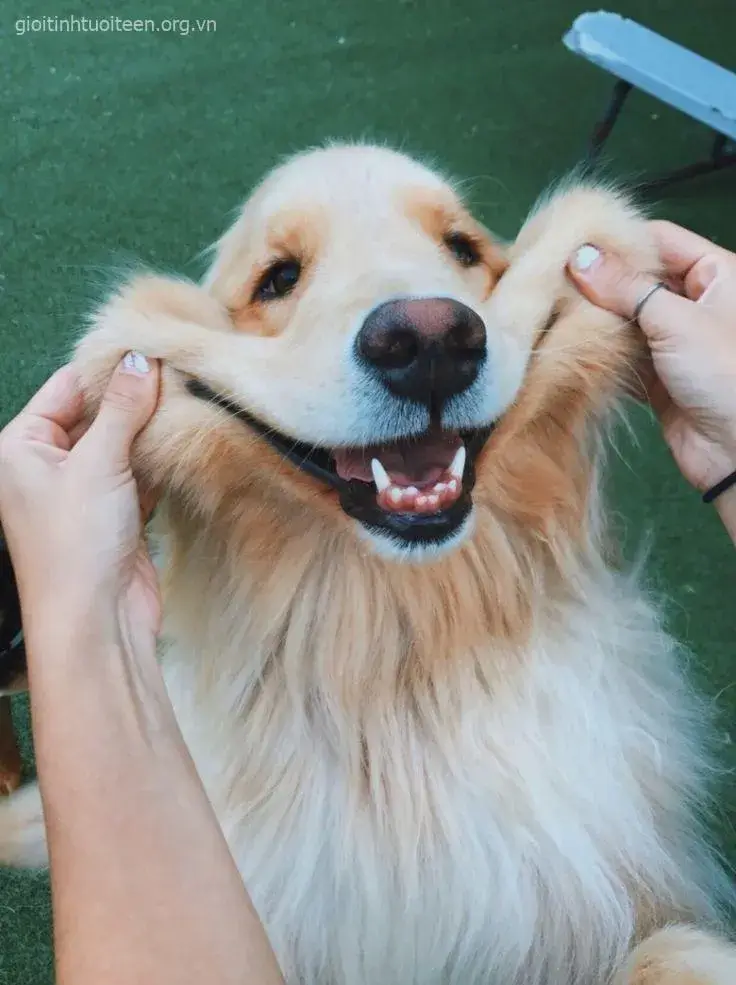 Hình chó nhe răng cười tươi rói, cực dễ thương.
