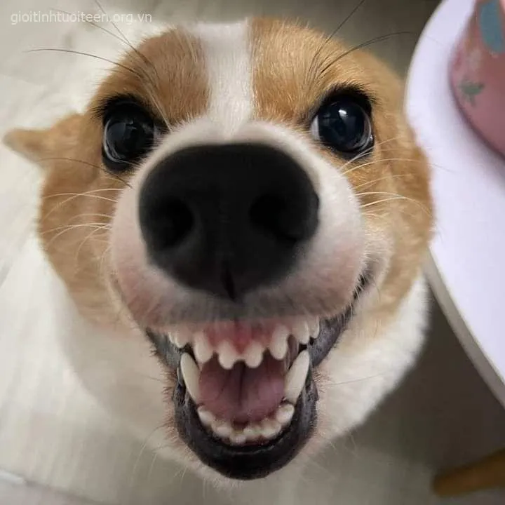 Chó nhe răng cười lém lỉnh, trông cực kỳ đáng yêu.