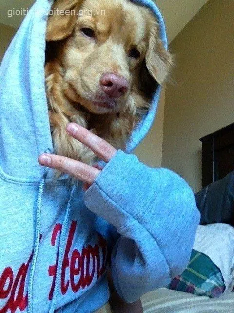 Chó cười phấn khích với đôi mắt tròn long lanh.