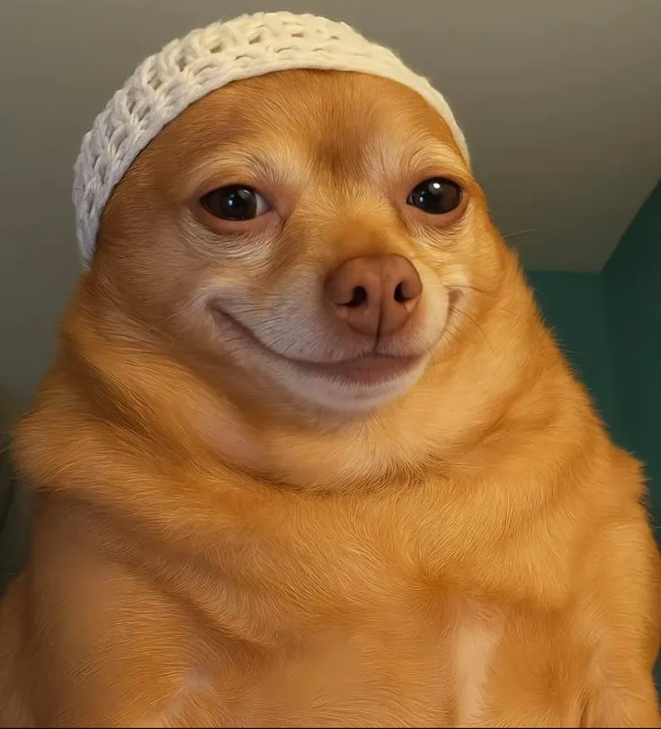 Chó cười toe toét vô cùng ngộ nghĩnh khiến ai thích thú.