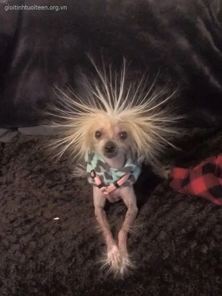 Meme chó bá đạo, ánh nhìn ngộ nghĩnh cực dễ thương.