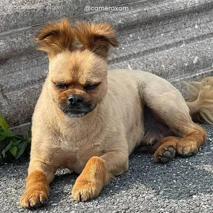 Chú chó ngáo ngơ, biểu cảm tấu hài cực khó đỡ.