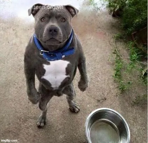 Meme chó ngáo ngơ, dáng đứng ngớ ngẩn cực vui.