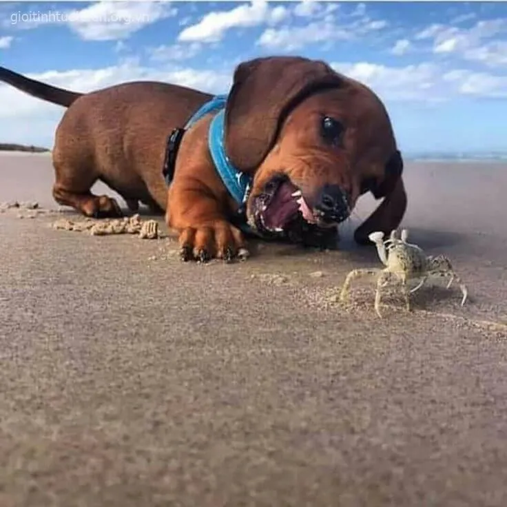 Chó ngáo tấu hài, biểu cảm khó đỡ siêu vui.