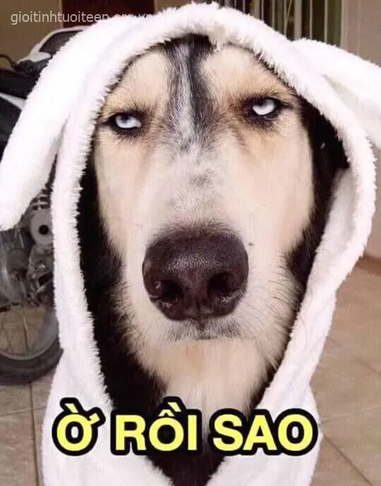 Hình chó quậy phá, gương mặt ngớ ngẩn cưng xỉu.