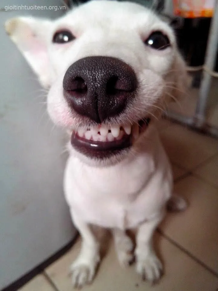 Meme chó ngáo ngơ, ánh mắt khùng khùng cực cưng.