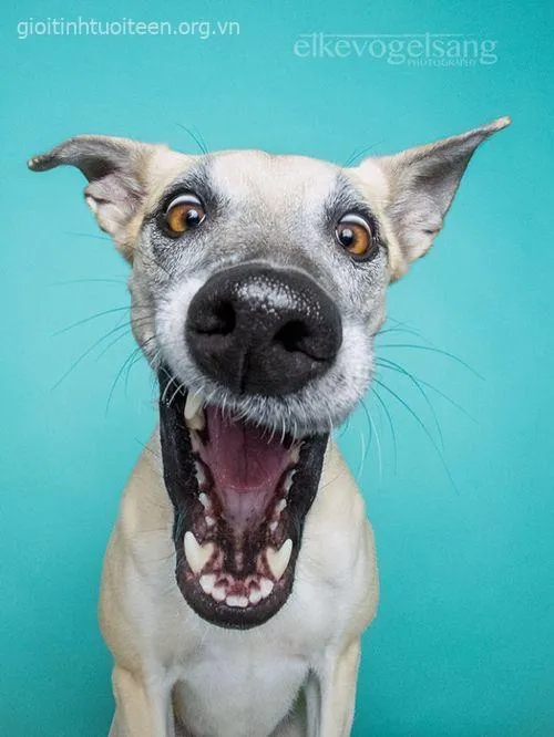 Meme chó ngố tàu, biểu cảm khùng khùng đáng yêu.