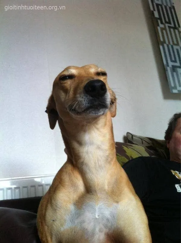 Chó tấu hài lầy lội, dáng ngồi quậy cực vui.