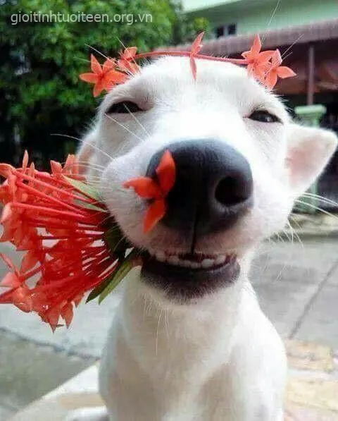 Hình chó troll bá đạo, gương mặt ngáo cực vui nhộn.