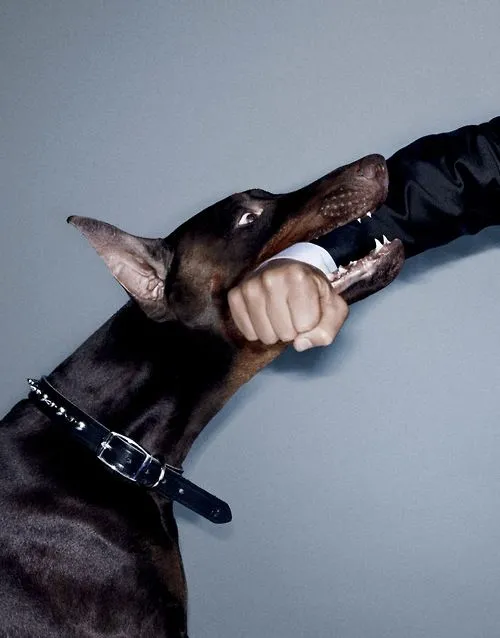 Meme chó cắn nhẹ, khuôn mặt đáng ghét nhưng hài hước