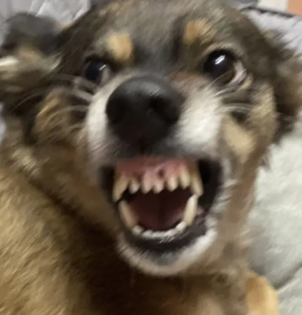 Meme chó đớp nhẹ, nhìn vừa giận vừa hài hước