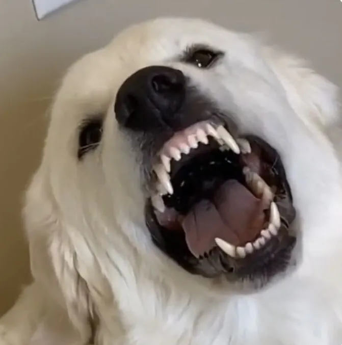 Meme chó táp mạnh, khuôn mặt đầy tức tối hài hước