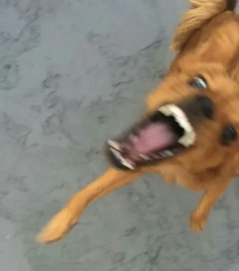 Chó gầm gừ, ánh mắt dữ tợn, meme đầy kịch tính