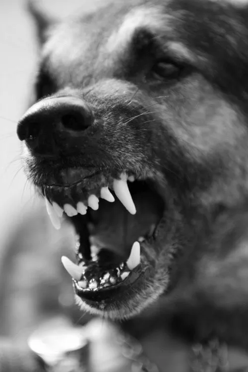 Chó gầm gừ dữ dội, trông vừa đáng sợ vừa lầy