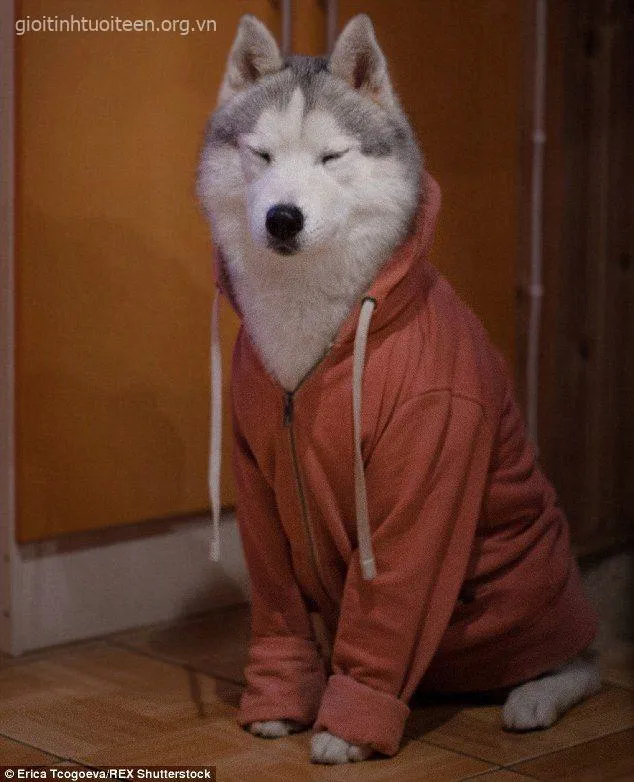 Hình ảnh Husky cáu bẳn, khuôn mặt đầy biểu cảm.