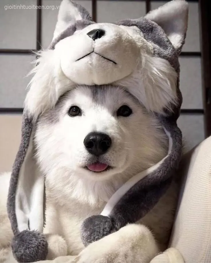 Avatar chó Husky ngốc nghếch cực kỳ đáng yêu.