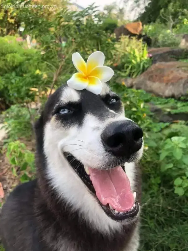 Meme chó Husky giận dỗi nhưng vẫn siêu ngộ nghĩnh.