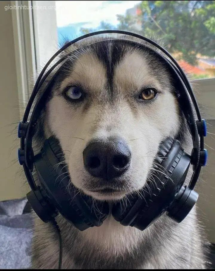 Hình ảnh Husky troll cực kỳ hài hước và bá đạo.