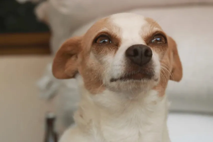 Ánh mắt buồn, trái tim nặng trĩu khóc trong lòng.