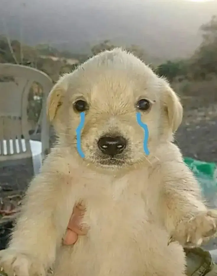 Ánh nhìn thẫn thờ, hai chân che mặt ôm mặt khóc.