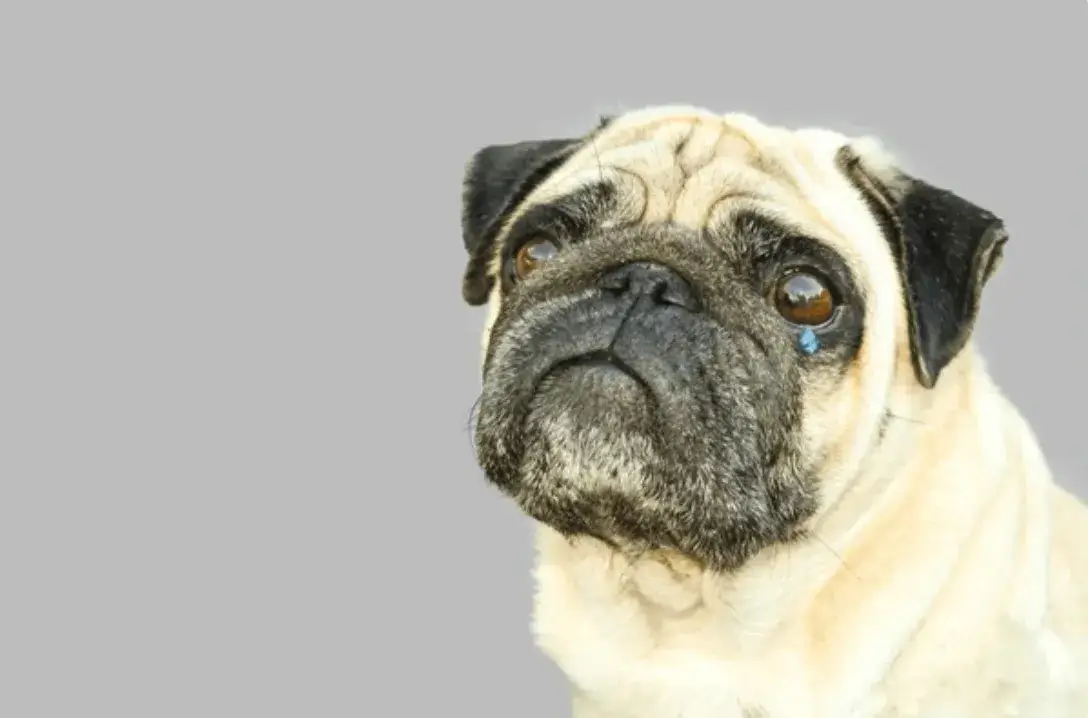 BST 35 ảnh Meme Chó Khóc nhiều cung bậc cảm xúc từ buồn đến hài hước