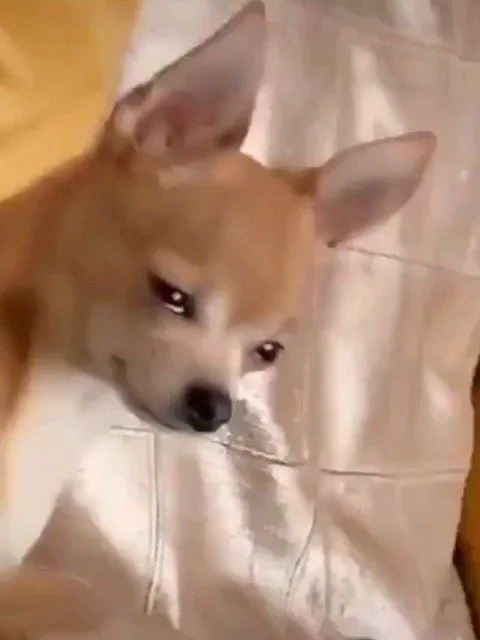 Chó Chihuahua tuyệt vọng, ánh nhìn như muốn khóc to lên.